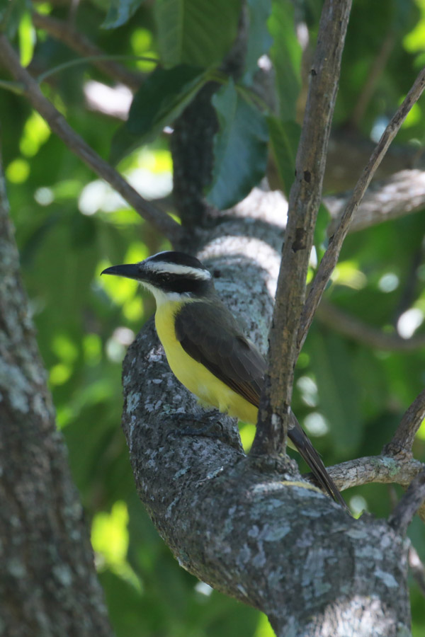 Great Kiskadee